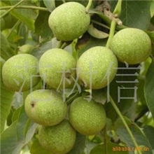 供应辽核中林西服等核桃苗