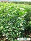 供应柿子苗