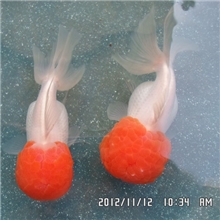 徐州金鱼鹤顶红丹顶观赏鱼