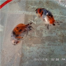 徐州金鱼徐州渔场金鱼批发兰寿花寿