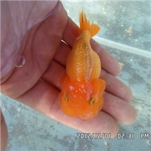 金鱼猫狮金鱼金鱼批发