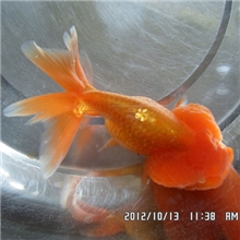 徐州金鱼渔场批发虎头金鱼金鱼养殖观赏鱼批发