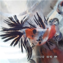 徐州金鱼蝶尾花蝶尾观赏鱼