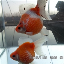 金鱼批发徐州渔场珍珠金鱼
