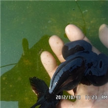 徐州金鱼水泡淡水观赏鱼