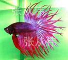 观赏鱼斗鱼狮王
