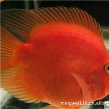 鱼场批发观赏鱼<血鹦鹉>