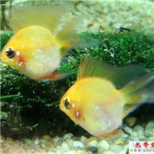 批发观赏鱼金波子