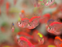 观赏鱼彩裙批发