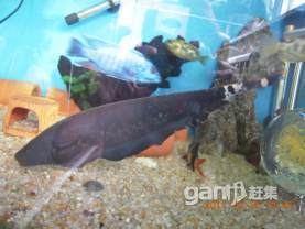 观赏鱼魔鬼刀批发