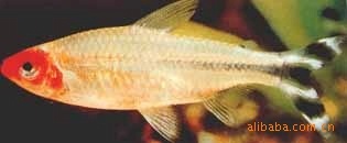 供应：热带观赏鱼：红鼻剪刀