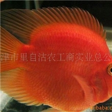 大量供应6&mdash;21公分的各种规格体色纯正的血鹦鹉