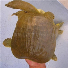 供应各种规格的&ldquo;水王&rdquo;牌甲鱼