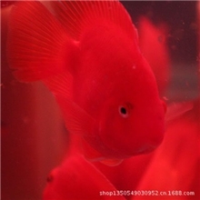 陕西西安热带鱼批发血鹦鹉