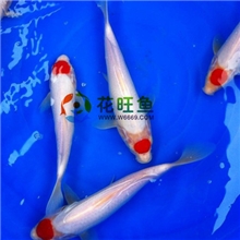 渔场直销纯种日本锦鲤极品丹顶官鲤观赏鱼丹顶锦鲤批发包活