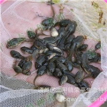 厂家供应优质小蝌蚪，青蛙养殖技术，合作加盟！