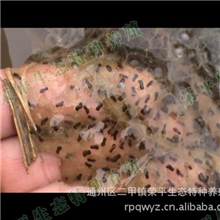 厂家供应优质小蝌蚪，青蛙养殖技术，合作加盟！欢迎致电！