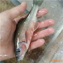光唇鱼苗（i淡水石斑鱼）水产成品鱼