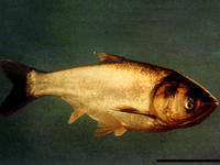 供应鲢鱼水花苗