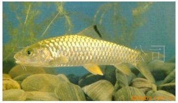 供应肉质好的光倒刺鲃成鱼水产品种鱼苗