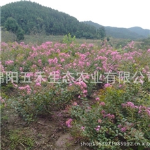 长期大量供应各种规格紫薇苗木,翠薇长廊，任君选择