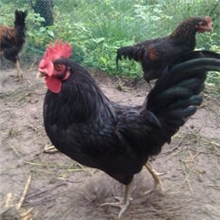 纯粮喂养，山林散放，至少6个月出栏，国家保护品种黑羽鸡