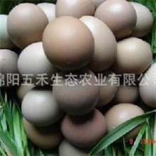 长期供应野鸡蛋