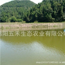 长期供应鲫鱼、草鱼、花鲢、白鲢的鱼苗及成鱼农场可垂钓