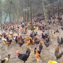 纯粮喂养山林散放至少6月才出拦低脂肪高营养五禾山林鸡