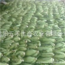 低价出售盐渍高菜，口感细腻，色泽鲜艳，无任何防腐剂，真空保鲜