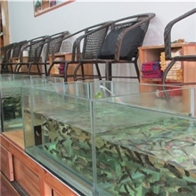 特价销售温泉鱼亲亲鱼土耳其亲亲鱼13922217684