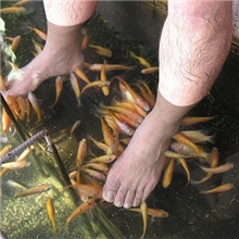 足疗亲亲鱼销售