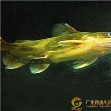 超雄黄颡鱼苗黄骨鱼苗黄蜡丁鱼苗13570444553