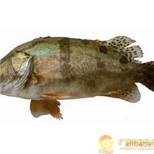 鳜花鱼苗、季花鱼苗、桂花鱼苗、桂鱼苗、鯚鱼苗13570444553