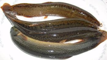 供应优质杂交泥鳅苗13570444553