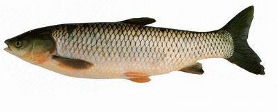 供应优质草鱼13922217684