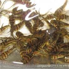 大量供应乌苏里拟鲿牛尾巴鱼苗13570444553