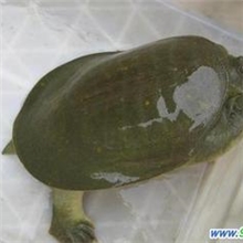 特价批发供应优质中华鳖苗,黄沙鳖种苗，生态鳖种苗等13570444553