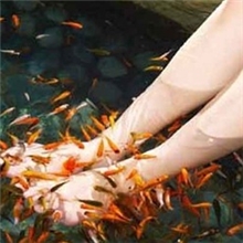 红色温泉鱼，亲亲鱼，星子鱼