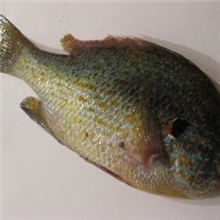 供应优质杂交太阳鱼苗13922217684