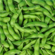 浙江吉农丰牌毛豆/供应优质毛豆/鲜毛豆/毛豆批发/毛豆直销