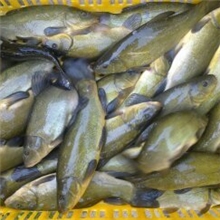 供应丁桂鱼（黄金桂丁鱼岁）