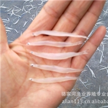 供应清江河野生银鱼（冰鲜）