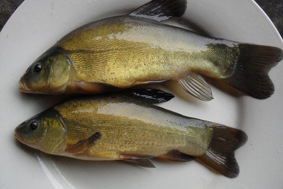 供应垂钓、观赏用优质特种淡水鱼