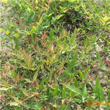 供应南天竺苗木工程用苗色块苗木