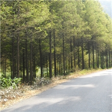 供应水杉树望春花白玉兰