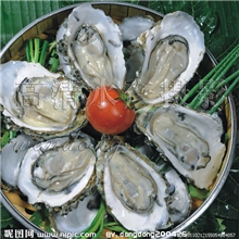 供应纯净雪冰岛生蚝，贝壳生蚝