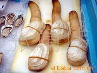 供应[1至3斤]加拿大象拔蚌