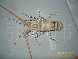 供应澳洲花龙虾