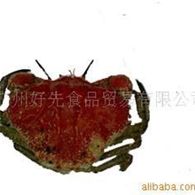供应美味可口[2至4斤]澳洲皇帝蚧蟹(图)